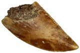 Serrated Raptor Tooth - Real Dinosaur Tooth #300892-1